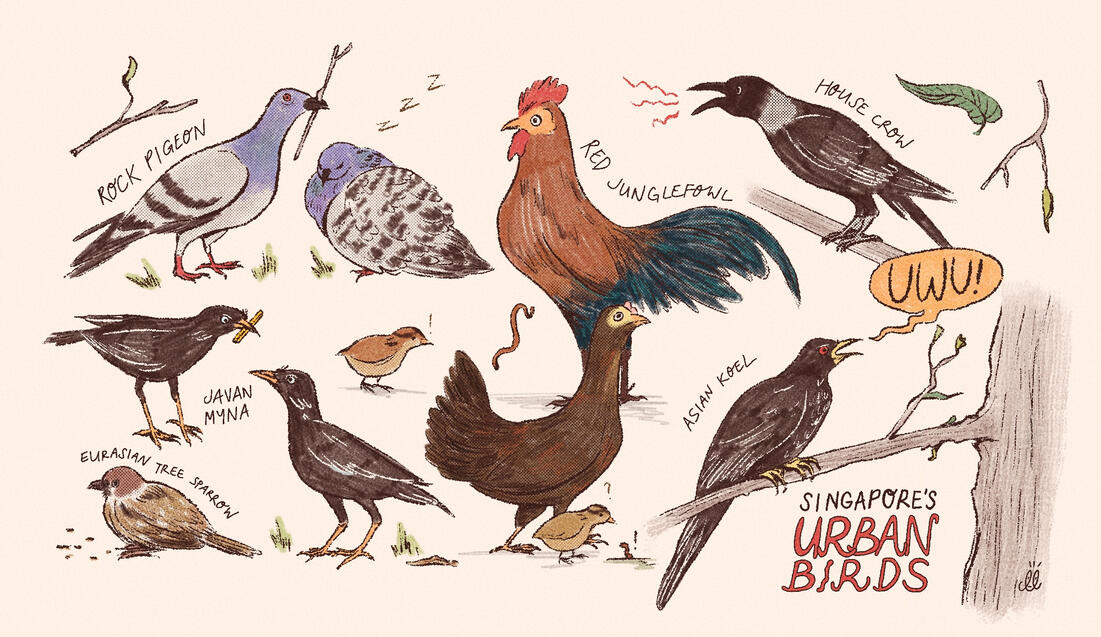 Pameran Poskad 2025: Singapore's Urban Birds